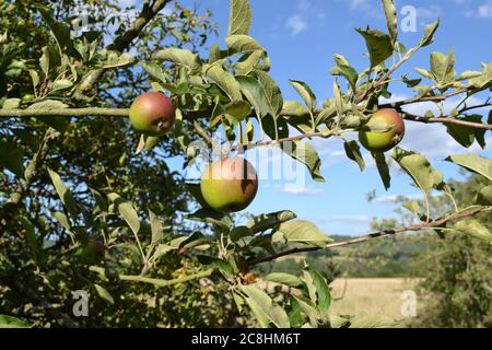 Äpfel reifen im Juli in den North Downs, die wild auf einem Fußweg in der Nähe von Otford, Kent wachsen. Essbare Wildfrüchte Stockfoto