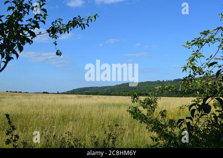 Getreidefelder und Heckenpflanzen im Darent Valley bei Otford, Kent, England, im Hochsommer. Blauer Himmel und schöne Landschaft Stockfoto