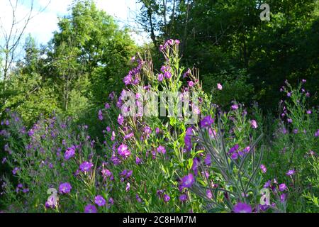 Hairy Weide Kraut wächst im Juli in den North Downs, in der Nähe von Andrews Wood und Pilots Wood, in der Nähe von Shoreham, Kent Stockfoto