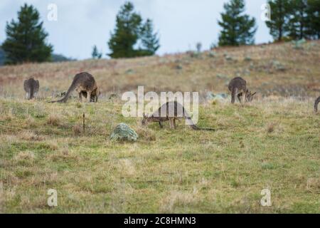 Kängurus im offenen Feld während eines bewölkten nassen Tages. Kosciuszko National Park, New South Wales, Australien. Stockfoto