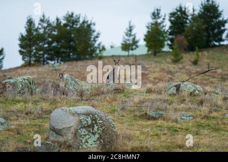 Kängurus im offenen Feld während eines bewölkten nassen Tages. Kosciuszko National Park, New South Wales, Australien. Stockfoto