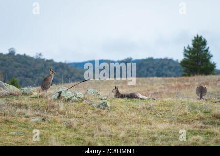 Kängurus im offenen Feld während eines bewölkten nassen Tages. Kosciuszko National Park, New South Wales, Australien. Stockfoto