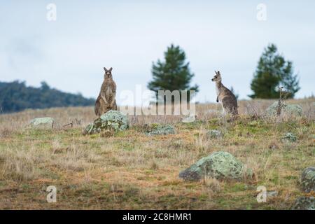 Kängurus im offenen Feld während eines bewölkten nassen Tages. Kosciuszko National Park, New South Wales, Australien. Stockfoto