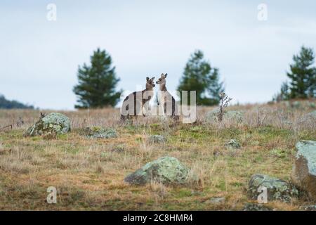 Kängurus im offenen Feld während eines bewölkten nassen Tages. Kosciuszko National Park, New South Wales, Australien. Stockfoto