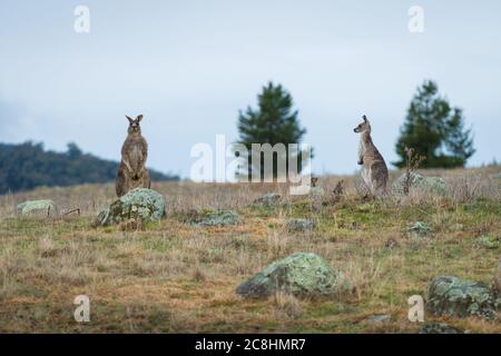 Kängurus im offenen Feld während eines bewölkten nassen Tages. Kosciuszko National Park, New South Wales, Australien. Stockfoto