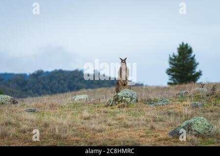 Kängurus im offenen Feld während eines bewölkten nassen Tages. Kosciuszko National Park, New South Wales, Australien. Stockfoto