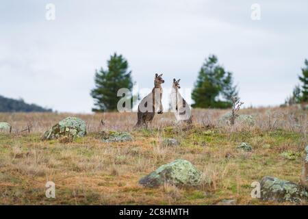 Kängurus im offenen Feld während eines bewölkten nassen Tages. Kosciuszko National Park, New South Wales, Australien. Stockfoto