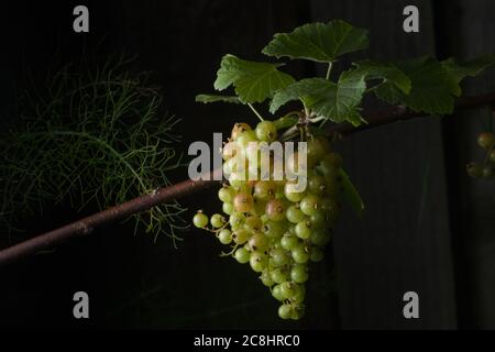 An einem roten Ast hängen große, schwere Johannisbeeren und Blätter, im Hintergrund Fenchel und Gartenzaun. Stockfoto