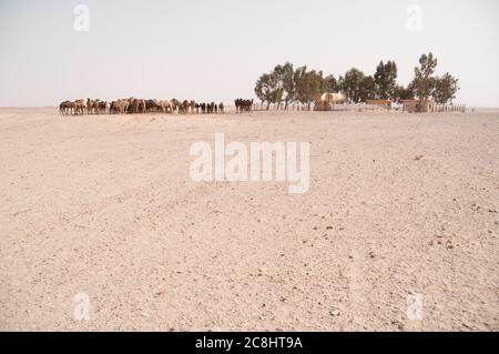 Eine Herde domestizierter arabischer Kamele an einer Wasserstelle in der östlichen Wüste der Region Badia, Wadi Dahek, dem Haschemitischen Königreich Jordanien. Stockfoto