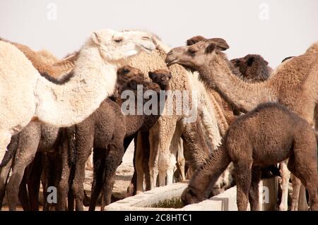 Eine Herde domestizierter arabischer Kamele an einer Wasserstelle in der östlichen Wüste der Region Badia, Wadi Dahek, dem Haschemitischen Königreich Jordanien. Stockfoto