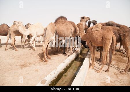 Eine Herde domestizierter arabischer Kamele an einer Wasserstelle in der östlichen Wüste der Region Badia, Wadi Dahek, dem Haschemitischen Königreich Jordanien. Stockfoto