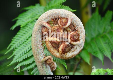 Nahaufnahme einer neuen, sich entrollenden Silberfarn-Fronde (Cyathea dealbata). Es wird auch als koru (Māori Wort für 'loop') bezeichnet. Stockfoto