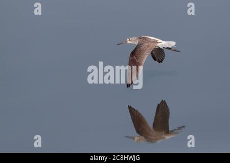 Gewöhnlicher Grünshank (Tringa nebularia) Erwachsener im Flug mit Reflexion, Nam Sang Wai, Deep Bay, Hongkong, China 17. November 2019 Stockfoto