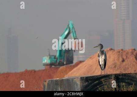 Graureiher (Ardea cinerea) auf Metalldach stehend, Bauaktivität (Lok Ma Chau Loop) dahinter, Ma Cho Lung, Hongkong, China 18. November 2019 Stockfoto