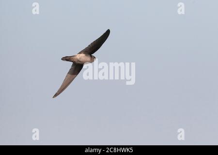 Himalayan Swiftlet (Aerodramus brevirostris) im Flug über Teich neben Deep Bay, Hongkong, China 6. Dez 2019 Stockfoto