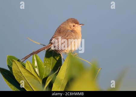 Einfache Prinia (Prinia inornata) auf Mangrovenbusch, Teich neben Deep Bay, Hongkong, China 17. November 2019 Stockfoto