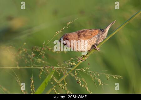 Scaly-breasted Munia (Lonchura punctulata), auf Grasstamm, Long Valley, New Territories, Hongkong, China 18. November 2019 Stockfoto