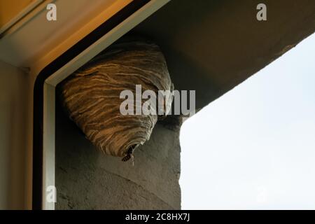 Wespenhaus hängt am Fenster in einem städtischen Bereich. Wilder Bienenstock draußen auf dem Gebäude. Niemand Stockfoto