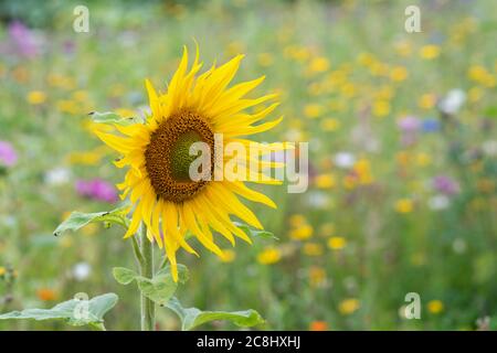 Helianthus annuus. Einblühend Sonnenblume in einer Wildblumenwiese. GROSSBRITANNIEN Stockfoto