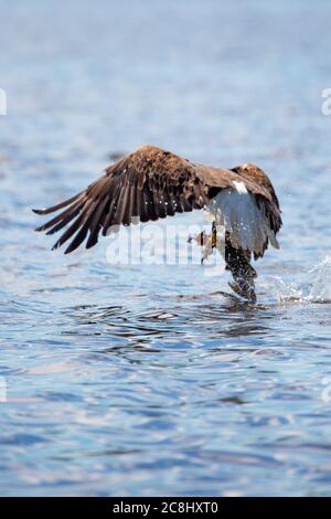 Weißkopfseeadler (Haliaeetus leucocephalus) fangen einen großen Fisch auf Regenbogenblüten in Nord-Wisconsin, vertikal Stockfoto