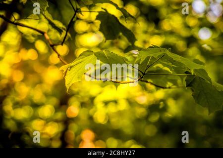 Morgen Licht im Wald Stockfoto