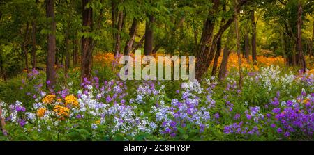 Buntes Frühlingspanorama von Wildblumen im Wald Stockfoto