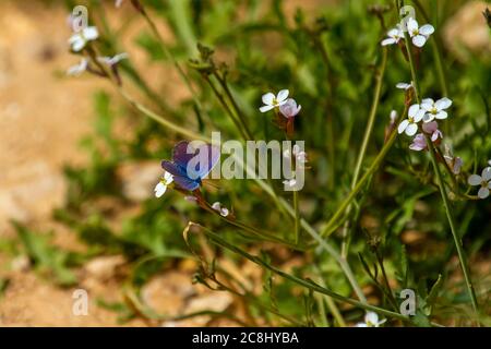 Nahaufnahme eines schönen Polyommatus Icarus (gewöhnlicher blauer Schmetterling) auf einer weißen Senfblume mit Bärlauch. Dieser kleine Schmetterling hat ein samtiges fe Stockfoto