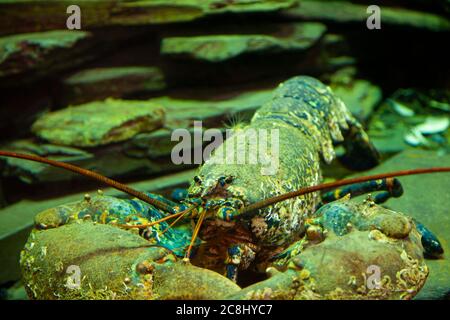 Nahaufnahme der sehr alten Hummer 'Captain Barnacles', ein Maskottchen der National Hummer Hatchery in Cornwall. Dies ist eine sehr seltene blaue lob Stockfoto