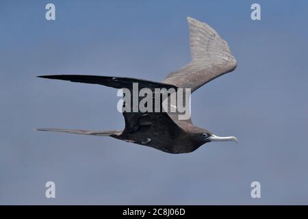 Ascension Fregatebird (Fregata aquila) erwachsenes Weibchen im Flug von der Seite nahe Ascension Island, Mittelatlantik 24. April 2018 Stockfoto