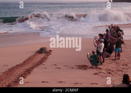 Grüne Meeresschildkröte (Chelonia mydas) am Strand, Rückkehr ins Meer, am frühen Morgen, Georgetown, Ascension Island, Mittelatlantik 24. April 2018 Stockfoto