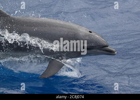 Gewöhnlicher Dolphin (Tursiops truncatus) - Seitenansicht, Bruchfläche nahe Ascension Island, Mittelatlantik 24. April 2018 Stockfoto