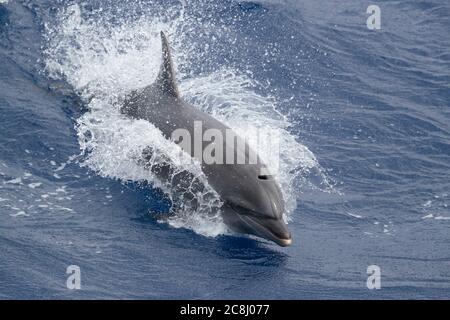Gewöhnlicher Dolphin (Tursiops truncatus) - Bruchfläche nahe Ascension Island, Mittelatlantik 24. April 2018 Stockfoto