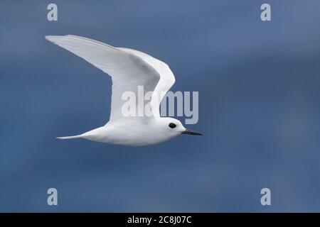 White Tern (Gygis alba), im Flug, Boatswain Bird Rocks, Seitenansicht, Ascension Island, Mittlerer Atlantik 24. April 2018 Stockfoto