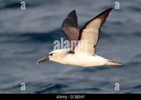 Atlantischer Gelbnasenalbatros (Thalassarche chlororynchos), Seitenansicht im Flug bei Tristan Da Cunha, Südatlantik 12. April 2018 Stockfoto