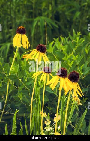Nahaufnahme der gelbe Wildblumen Stockfoto