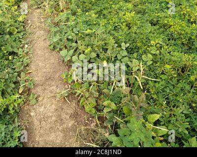 Erdnüsse Farm, Bio-Farm Land Kulturen in Indien mehrere Schichten von Bergen fügen zu diesem organischen und fruchtbaren Ackerland in Indien. Stockfoto