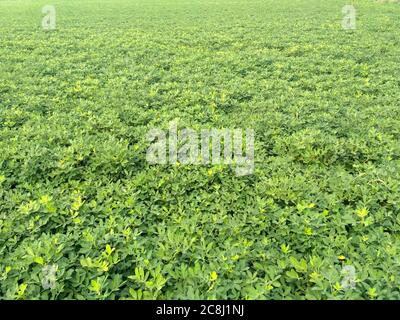 Erdnüsse Farm, Bio-Farm Land Kulturen in Indien mehrere Schichten von Bergen fügen zu diesem organischen und fruchtbaren Ackerland in Indien. Stockfoto