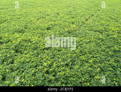 Erdnüsse Farm, Bio-Farm Land Kulturen in Indien mehrere Schichten von Bergen fügen zu diesem organischen und fruchtbaren Ackerland in Indien. Stockfoto