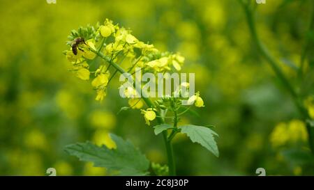 Blühender weißer Senf Sinapis alba Detail Nahaufnahme blühende Blüte Bienen Honig Nektar Bestäubung Pollinate sammeln APIs mellifera, Feld, Bauernhof Stockfoto