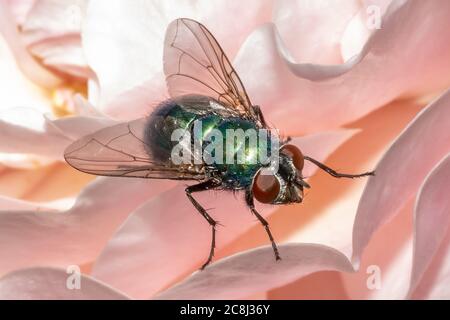 Greenbottle fly Stockfoto