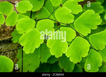 Frische grüne und kleine Blatt von Adiantum, schwarze Blattstiel Farn Stockfoto