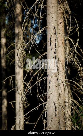 Fichte (Picea Abies) Baumstämme, Finnland Stockfoto