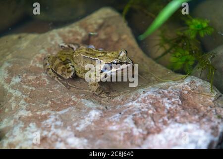 Kröte (bufo bufo), die auf einem Felsen in einem Teich ruht, großbritannien Stockfoto