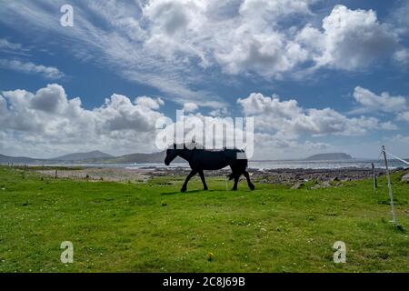 Irische Landschaft mit schwarzem Pferd in der Grafschaft Donegal. Stockfoto