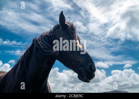 Irische Landschaft mit schwarzem Pferd in der Grafschaft Donegal. Stockfoto