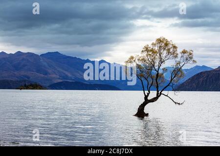 Berühmter Wanaka Baum im Lake Wanaka, Neuseeland. Stockfoto