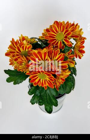 Chrysantheme, intensiv farbenprächtiger Blumenstrauß in voller Blüte in einem Metalleimer, vor einem hellen Hintergrund, aus nächster Nähe fotografiert Stockfoto