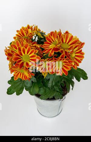 Chrysantheme, intensiv farbenprächtiger Blumenstrauß in voller Blüte in einem Metalleimer, vor einem hellen Hintergrund, aus nächster Nähe fotografiert Stockfoto