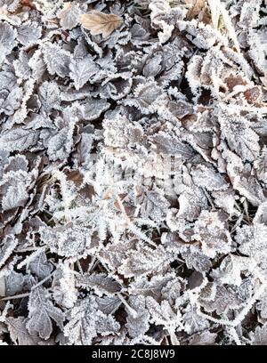 Reif Frostbeschichtung Blätter auf dem Boden Hintergrund Stockfoto