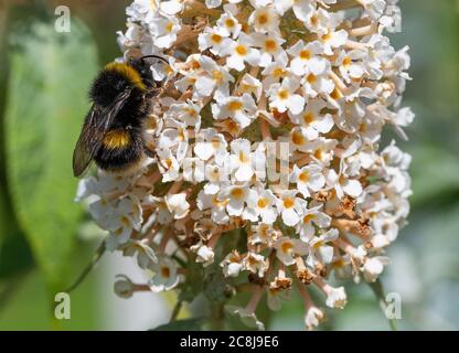 Eine Buff-tailed Bumblebee Fütterung auf Pollen und Nektar auf einer weißen Buddleia Blume in einem Garten in Alsager Cheshire England Vereinigtes Königreich Großbritannien Stockfoto